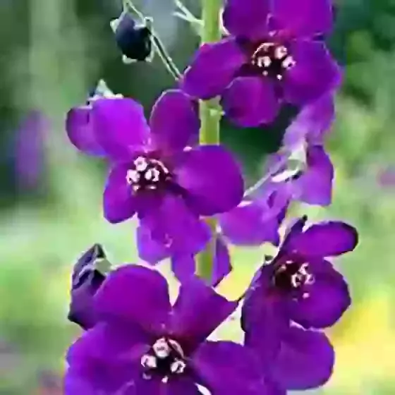 Verbascum Phoeniceum Violetta